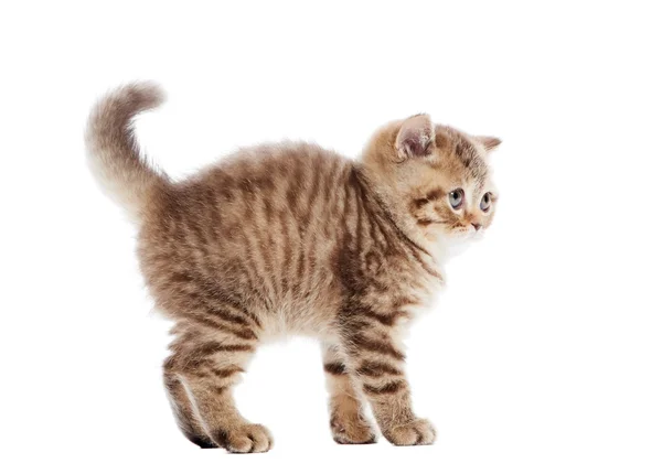 おびえたチョコレート ブリティッシュショートヘア子猫 — ストック写真
