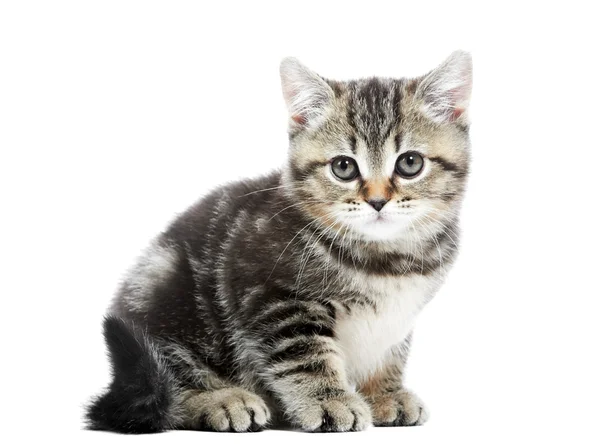 Lilla brittiska korthår kattunge — Stockfoto