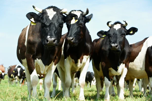 緑の草の牧草地の黒白い乳牛 — ストック写真