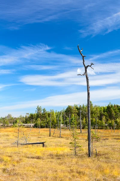 One lonely dry stem of tree on Karelian marsh in summer season — Stock Photo, Image