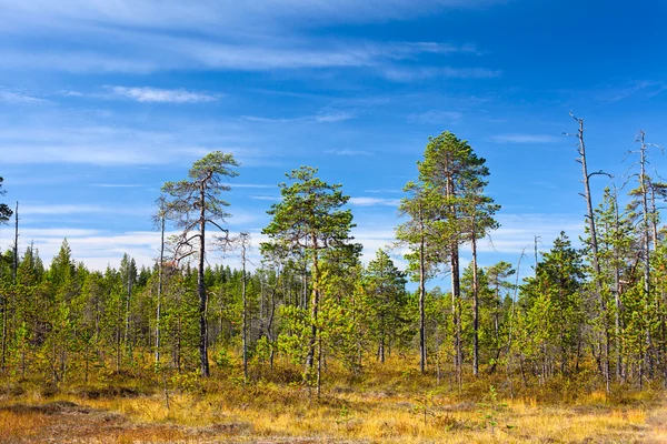 Evergreen forest in Karelian marshes with blue sky in summer season — Stock Photo, Image