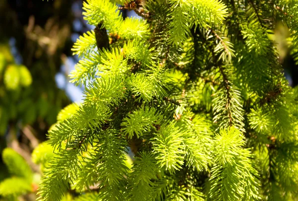 Ramo di pino verde — Foto Stock