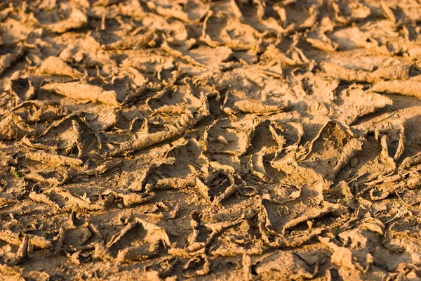 stock image Cracked ground