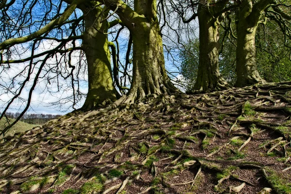 Raíces de árboles —  Fotos de Stock