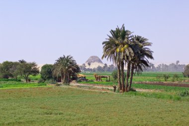 Egyptian landscape clipart