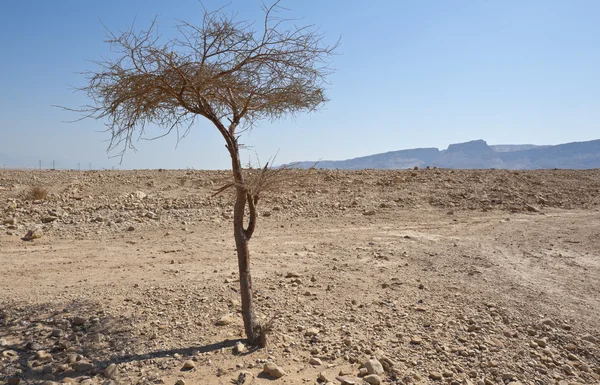 stock image Dry Tree