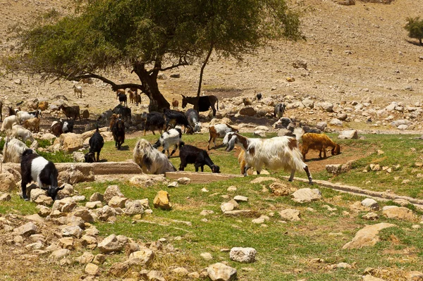 Troupeau de chèvres — Photo