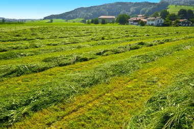 Green Hay clipart