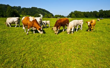 Grazing Cows clipart