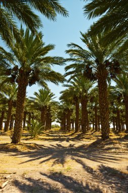 Date Palms clipart