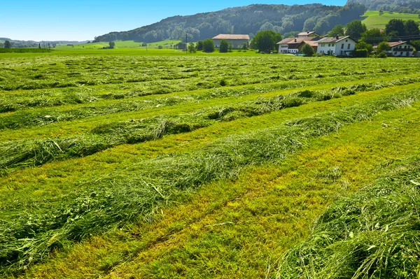 Green Hay — Stock Photo, Image