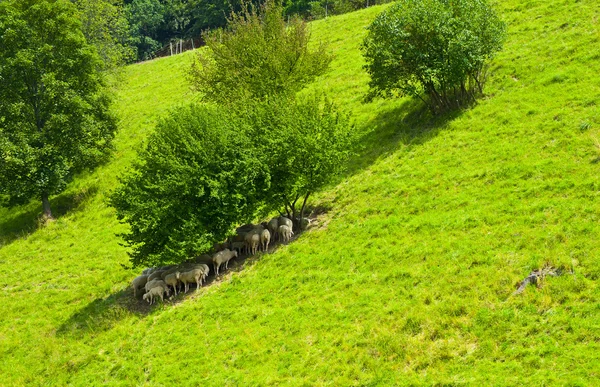 Weidende Schafe — Stockfoto