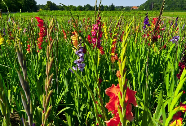 stock image Plantation of gladioli