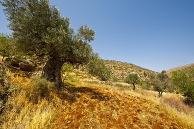 Olive grove