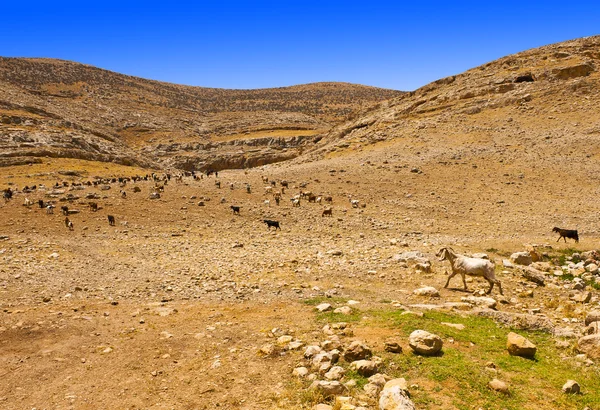 Mountains of Samaria — Stok fotoğraf