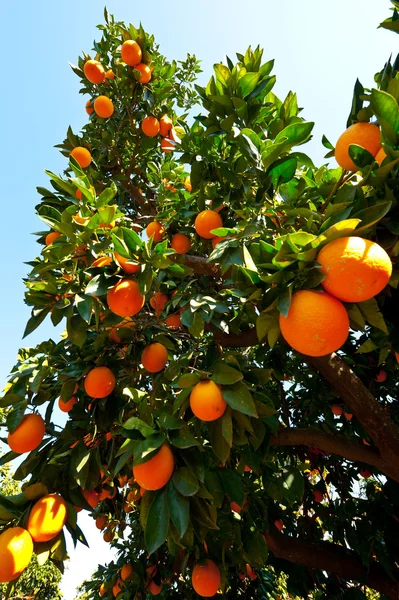 Stock image Oranges