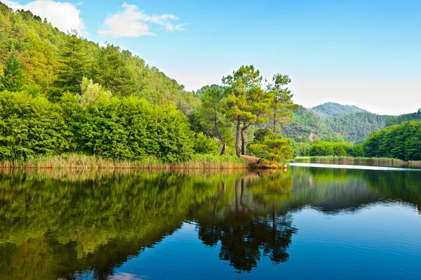 Lago da floresta — Fotografia de Stock