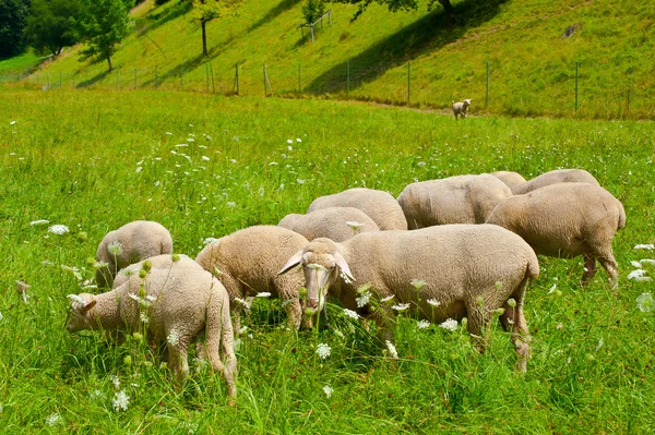 Пасущиеся овцы — стоковое фото