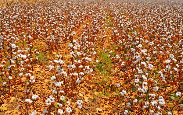 Cotton Bolls — Stock Photo, Image