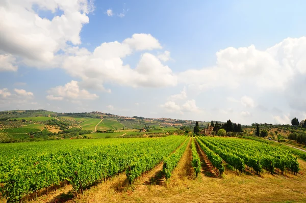 Vineyard — Stock Photo, Image