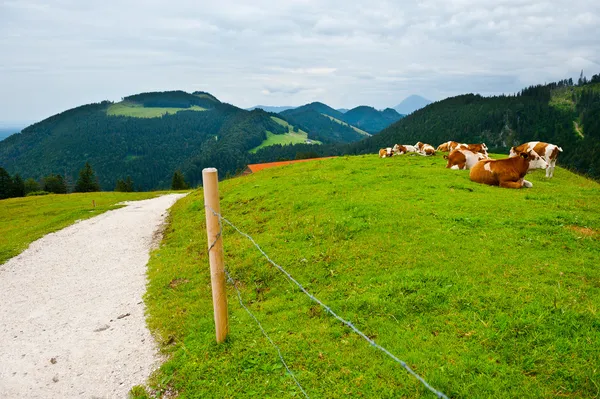Krávy pasoucí se na pastvinách — Stock fotografie