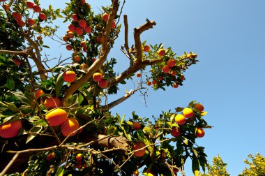 portakal ağacı