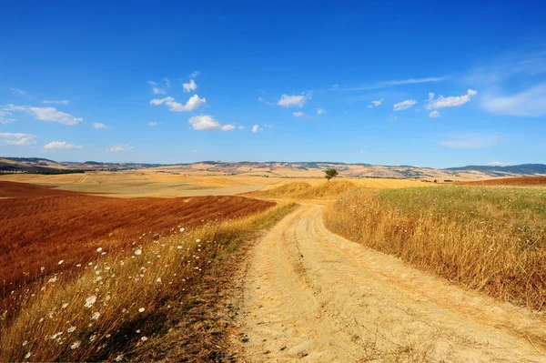 Fields of Tuscany Royalty Free Stock Images