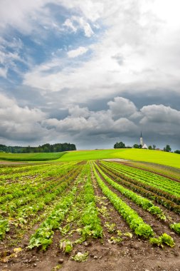 Plantation of Cabbage clipart