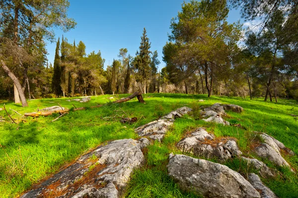 Clearing in Israel Royalty Free Stock Images