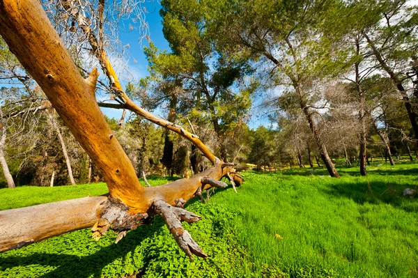 Kırık ağaç — Stok fotoğraf