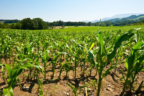 Плантация кукурузы — стоковое фото