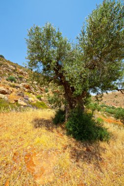 Olive grove