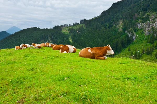 Grazing Cows — Stock Photo, Image