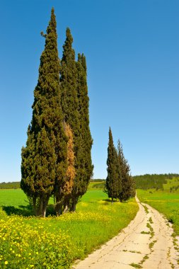 Cypress Trees clipart
