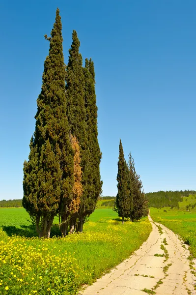 Cypress Trees — Stock Photo, Image