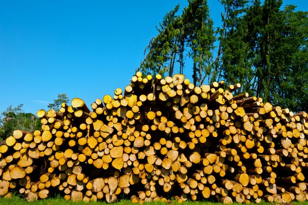 Logging — Stock Photo, Image