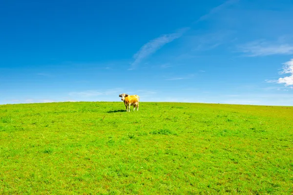 孤独的牛 — 图库照片