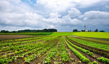 Plantation of Cabbage clipart