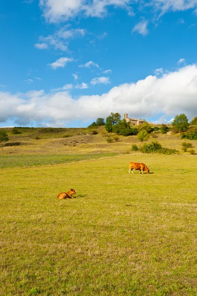 Betande kor — Stockfoto