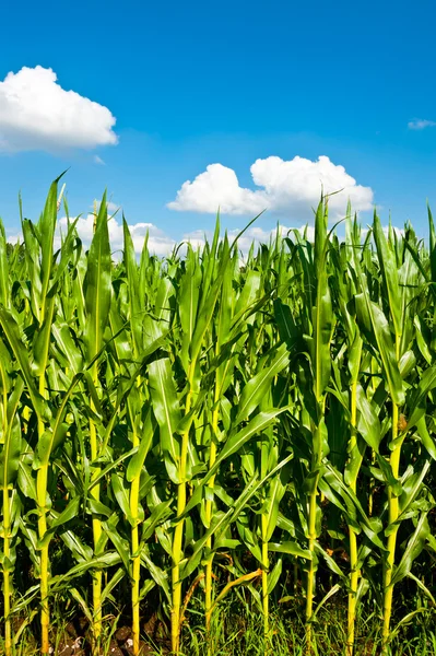 Кукуруза Баварии — стоковое фото