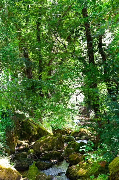 Ruisseau forestier — Photo