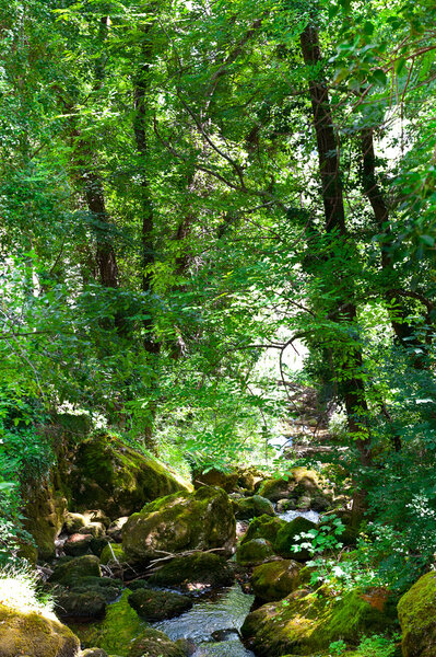 Forest Stream Near the Town of Florac, France