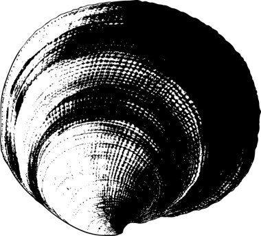 Shell drawn in view of the old prints clipart