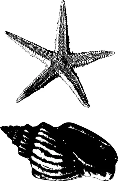 Shell and starfish — Stock Vector