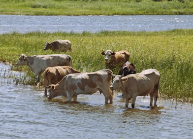 Cows at a riverbank clipart