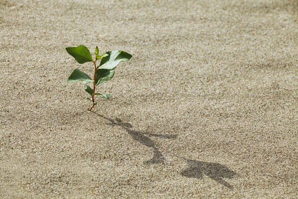 砂の中の芽します。 — ストック写真