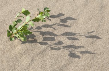 Sprout in the sand clipart