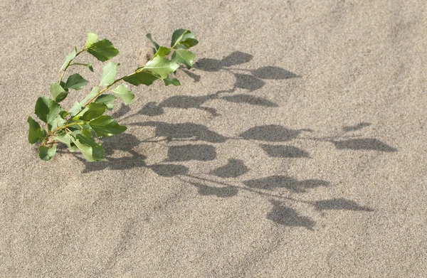 Растет в песке — стоковое фото