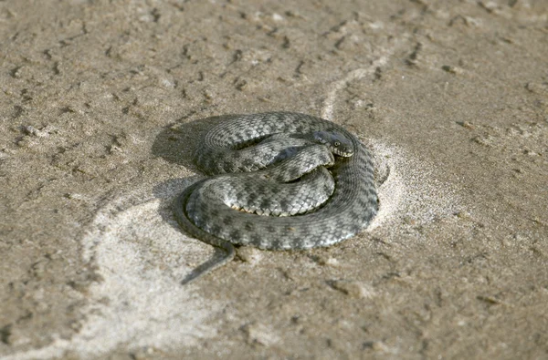 Viper auf Sand — Stockfoto