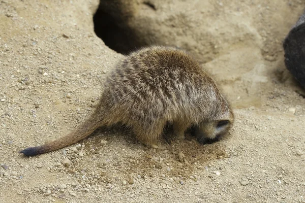 Meerkat menggali lubang — Stok Foto